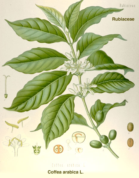 Arabica - kávovník arabský